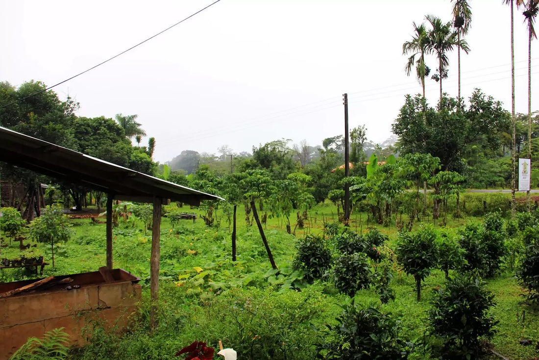 IL CAFFÈ DEL BOLAVEN PLATEAU